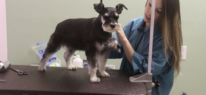 dog_grooming1